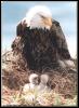[BaldEagle 139-Mom nursing chicks on nest]