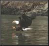 [BaldEagle 141-Catching moment on water]