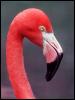 [Flamingo HeadCloseup]
