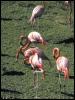 [TropicalAnimals-0067-Flamingos-OnGrass]