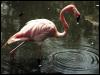 [TropicalAnimals-0076-Flamingo-WaterWave]