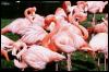 [aaw50018-Flamingos-Flock on grass]