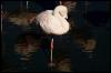[aaw50020-Flamingo-Standing on water]