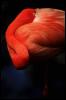 [aaw50021-Flamingo-Closeup]