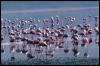 [aaw50024-Flamingos-Flock-Foraging in swamp]