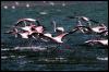 [aaw50026-Flamingos-Flock-WaterWalking-Starts Flight]