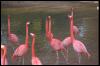 [flamingoes01]
