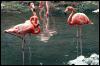 [flamingos-foraging in swamp]