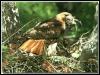 [Red-tailedHawk 01-Prey InMouth-InNest]