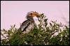 [abm50026-AfricanHornbill-Perching on tree]