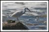 [17-06-05-6287-reef egret-10D]