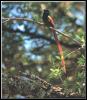 [AfricanParadiseFlycatcher 01-Perching on branch]