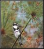 [AfricanPiedKingfisher 01-Perching on bloomed weed]