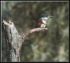 [BeltedKingfisher 02-Perching on old tree branch]