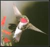 [Broad-tailedHummingbird 20-Approaching red flowers]