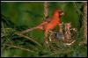 [Cardinal-redbird]