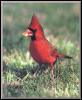 [Cardinal 12-RedBird-On the ground]