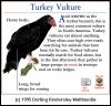 [DKMMNature-BirdOfPrey-TurkeyVulture]