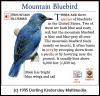 [DKMMNature-Songbird-MountainBluebird]
