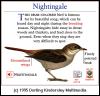[DKMMNature-Songbird-Nightingale]
