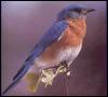 [EasternBluebird022-Perching on branch tip]