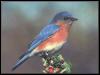 [EasternBluebird 12-Perching on tree flower]