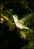 [Hummingbird-Female-InFullFlight]