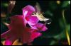 [Hummingbird-flower2]