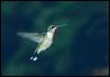 [Hummingbird0-female1-flight]