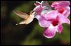[Hummingbird0-female4-flight2flower]