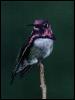 [Hummingbird1-OnBranchTip]