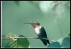 [Hummingbird1-male]