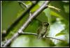 [Hummingbird3-female]