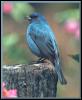 [IndigoBunting 03-Bluebird-OnLog]