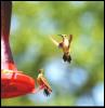 [Kolibri01-Hummingbirds]