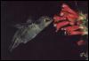 [Kolibri02-Hummingbird-DeepInFlower]