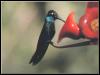 [MagnificentHummingbird male 07]