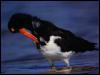 [OysterCatcher01-InWater]