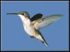 [Ruby-throatedHummingbird Female 01-In flight closeup]