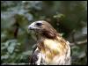 [SudiaBirdPhoto 120-Red-tailedHawk]