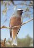 [absc 022oz white-browed woodswallow]