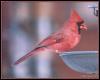 [cardinal03-Male on bird feeder]