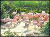 [flamingoflock-bird098]