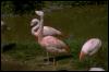 [flamingos-bird049]