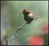 [hummingbird00]
