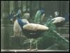 [peacock-bird113]