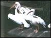 [pelicans-bird143]