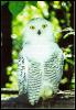 [20schneule-SnowyOwl-OnBranch-WithPrey]