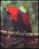 [P01-RedParrot-OnBranch]