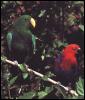 [P03-EclectusParrots-RedFemale-GreenMale-OnBranch]